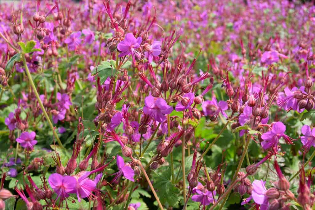 Geranium macrorrhizum 'Bevan's Variety' ---